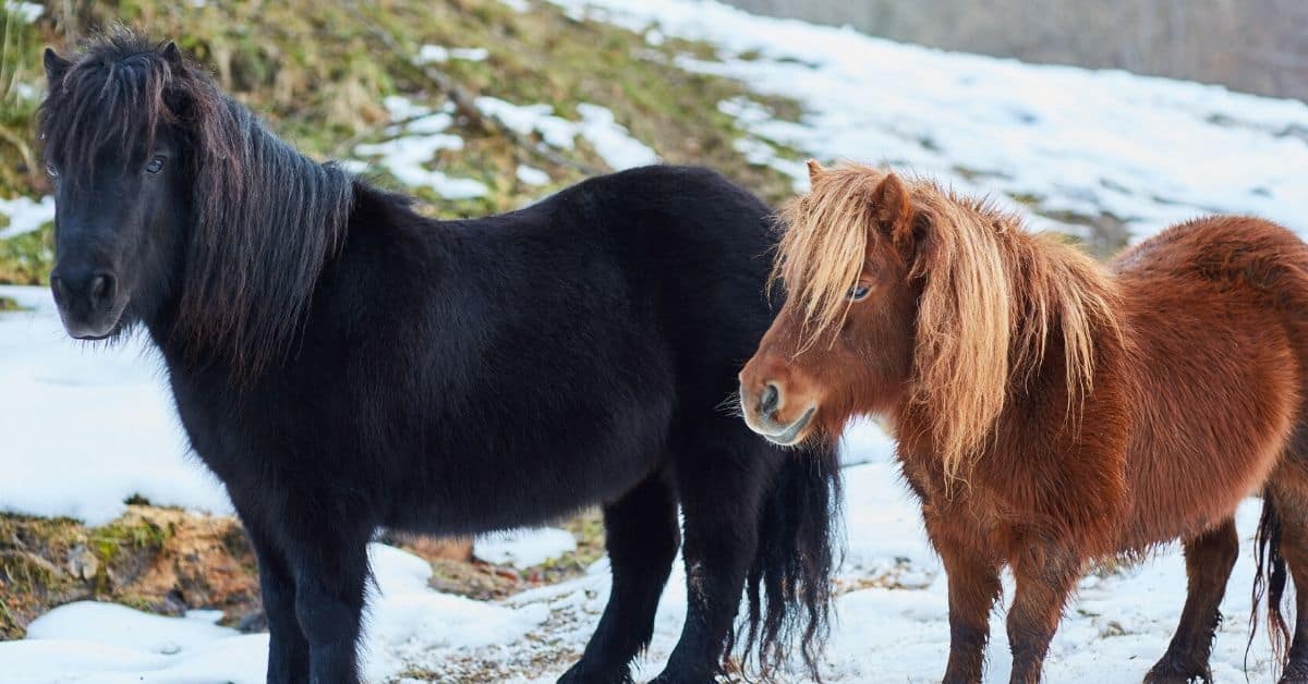 Animals Breeds: About Shetland Pony Horse