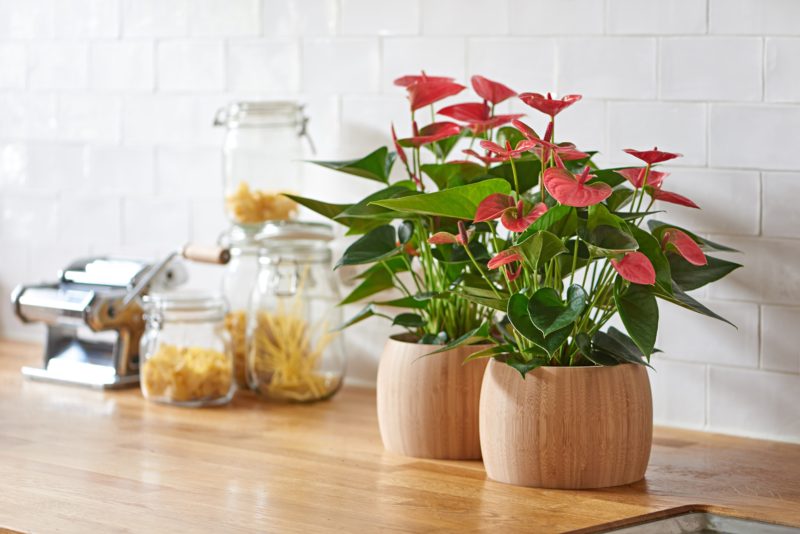 What Are The Ways Of Taking Care Of Anthurium Plants?